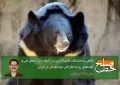 نگاهی به مشکلات قانونگذاری در رابطه با پارک‌های ملی و گونه‌های رو به انقراض حیات‌وحش در ایران/ علیرضا گودرزی